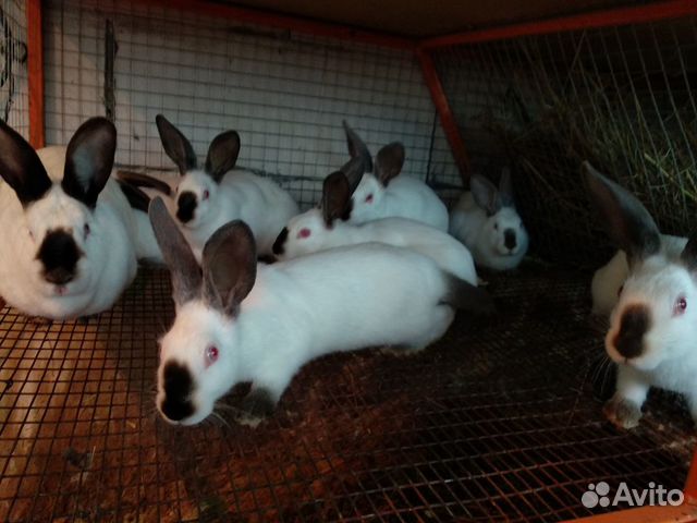 Кролики Калифорнийцы купить на Зозу.ру - фотография № 3