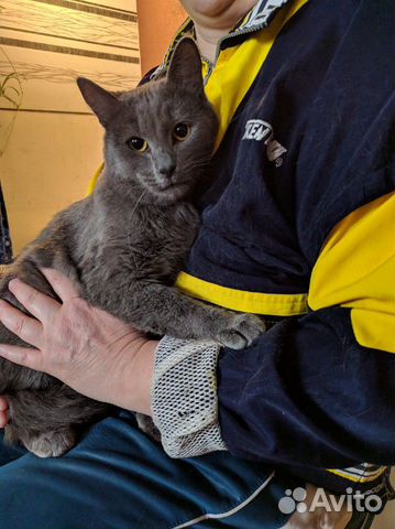 Котик в добрые руки