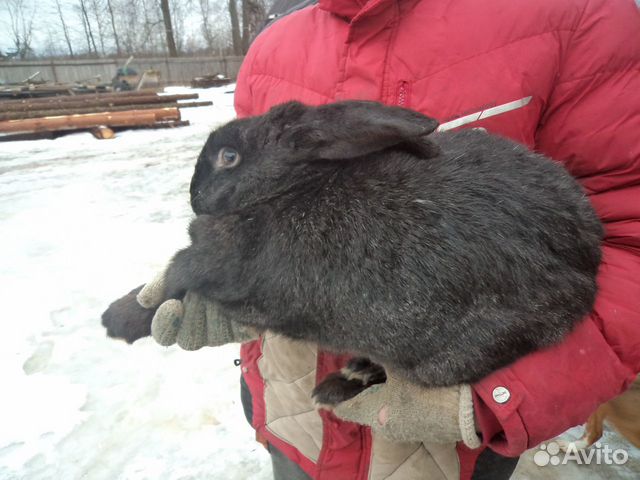 2 самца кролика купить на Зозу.ру - фотография № 5