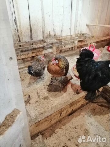 Утки, куры, яйца цыплята купить на Зозу.ру - фотография № 4