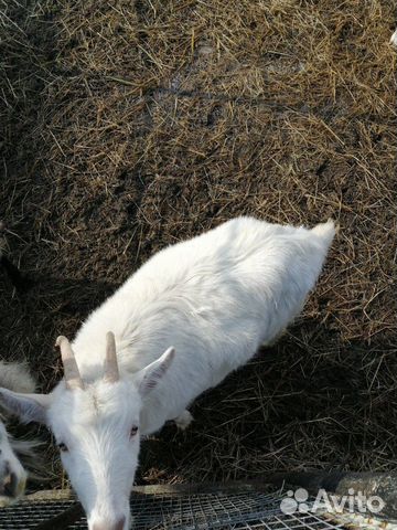 Продаются козы купить на Зозу.ру - фотография № 6