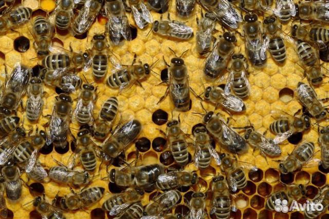 Пчелы карпатка украина купить на Зозу.ру - фотография № 1
