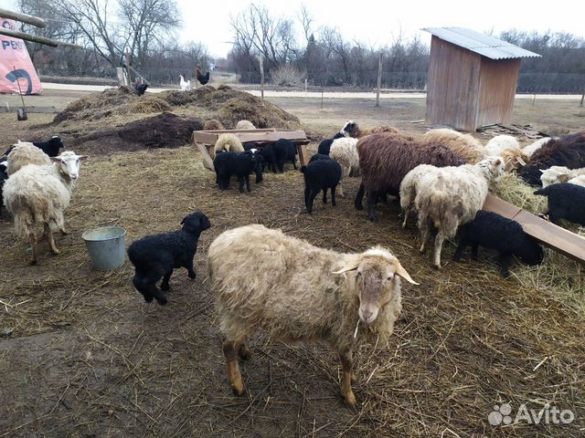 Овцы Ярки на завод на мясо купить на Зозу.ру - фотография № 3