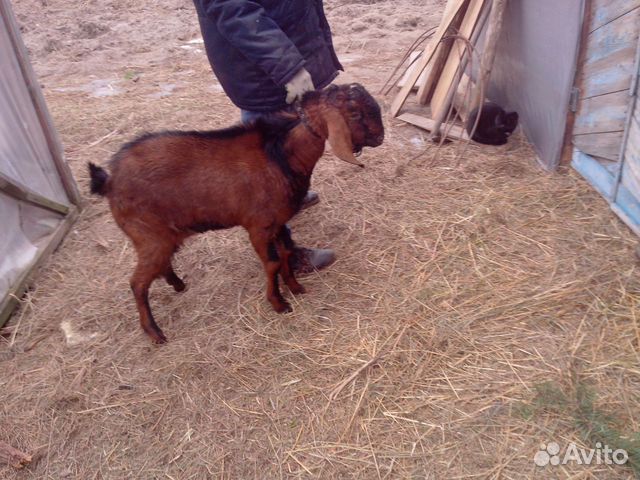 Семья коз купить на Зозу.ру - фотография № 3