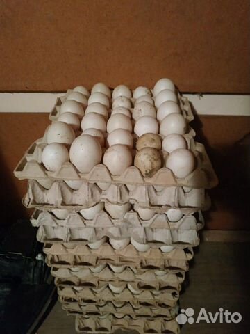 Инкубационное яйцо индо утки купить на Зозу.ру - фотография № 1