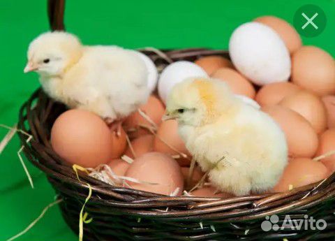 Инкубационное яйцо и суточный молодняк купить на Зозу.ру - фотография № 4