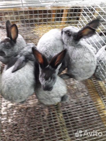 Кролики полтавское серебро купить на Зозу.ру - фотография № 1