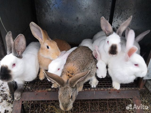 Кролики Калифорнийской породы купить на Зозу.ру - фотография № 1