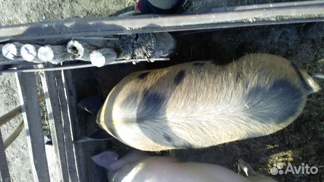 Продам свиней живым весом,кастрированные,кол-во 3 купить на Зозу.ру - фотография № 2