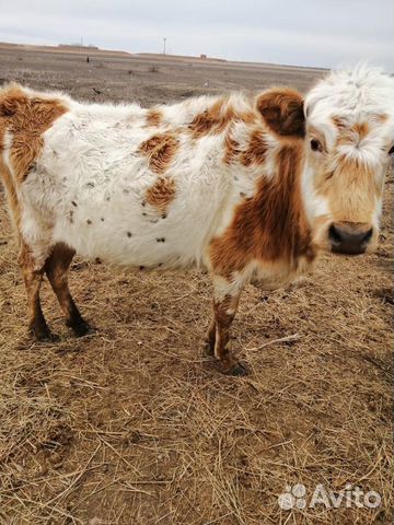 Продаю корову с телёнком+стельную тёлку купить на Зозу.ру - фотография № 6