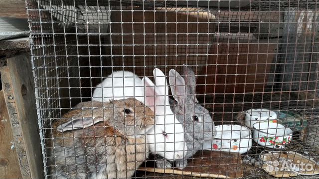 4 взрослых кролика купить на Зозу.ру - фотография № 2