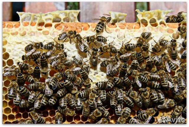Пчелопакеты карника из курска купить на Зозу.ру - фотография № 1