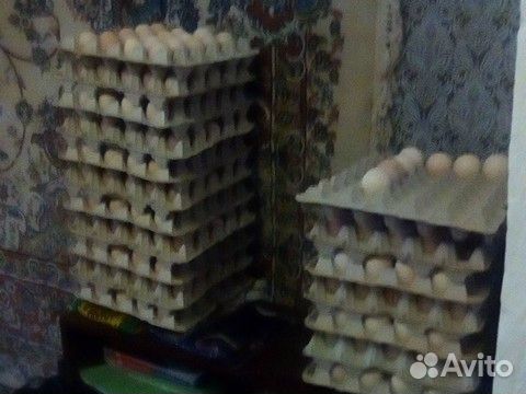 Яйцо гусиное парода линда домашние купить на Зозу.ру - фотография № 2