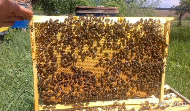 Качественные пчелопакеты купить на Зозу.ру - фотография № 1