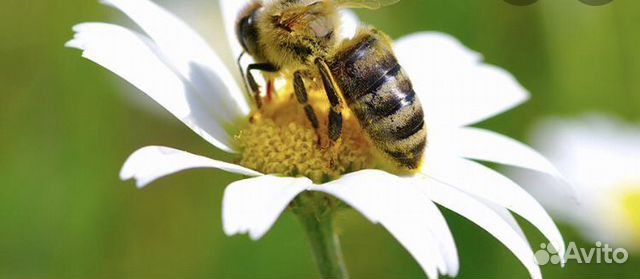 Пчёлы, пчелосемьи, пчелопакеты купить на Зозу.ру - фотография № 1