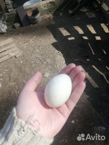 Инкубационное яйцо гусей линда и пекинской утки купить на Зозу.ру - фотография № 6