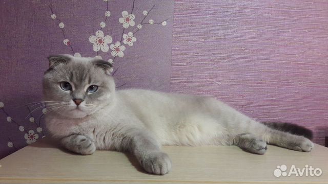 Ищем кота для вязки купить на Зозу.ру - фотография № 1