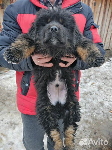 Продам щенков Тибетского мастифа купить на Зозу.ру - фотография № 10