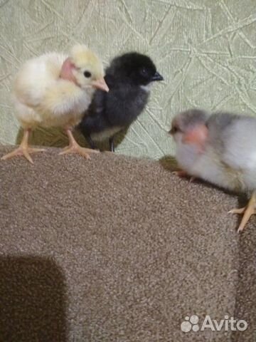 Яйцо инкубационное, цыплята купить на Зозу.ру - фотография № 8