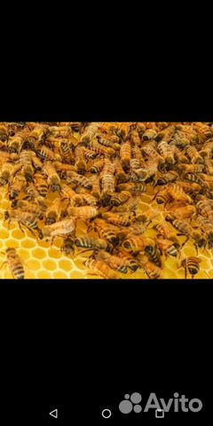 Пчелы, пчелпакеты купить на Зозу.ру - фотография № 2