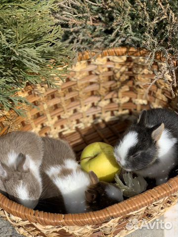 Карликовые кролики купить на Зозу.ру - фотография № 9