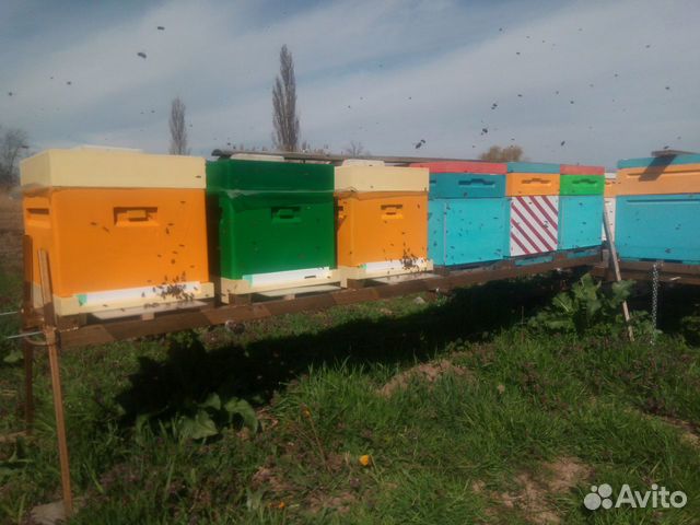 Пчелопакеты и прием заявок на маток "Карника F1" купить на Зозу.ру - фотография № 1