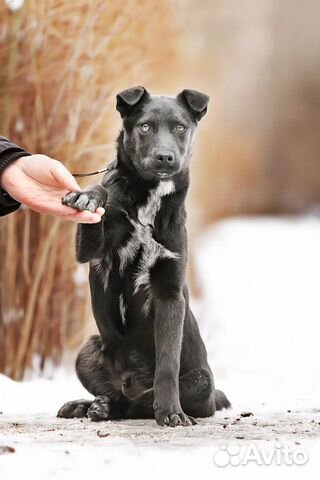 Отважный щенок Найт купить на Зозу.ру - фотография № 8