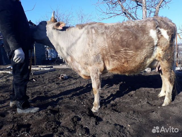 Корова симентальской породы, первый отел купить на Зозу.ру - фотография № 2