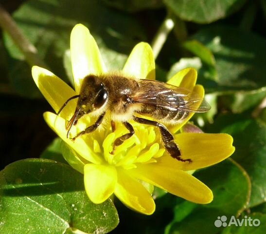 Пчелы пчелосемьи купить на Зозу.ру - фотография № 1