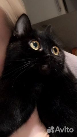 Родились котята редкой породы Бомбей-мини пантера