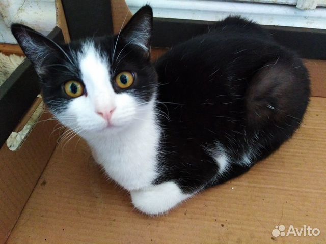 Young sterilized cat