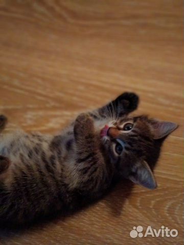 Котята