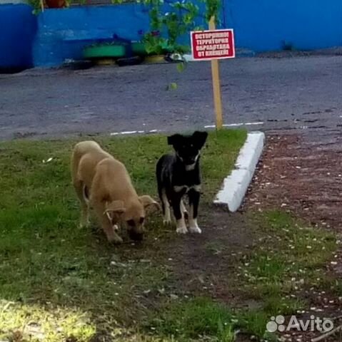 Щенок ищет приют