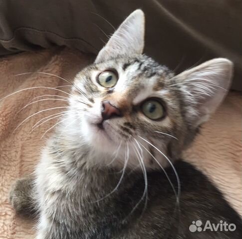 Кошка