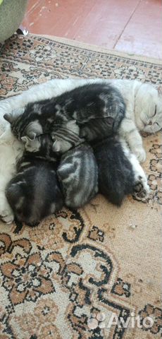 Шотландские вислоухие котята Шотландские вислоухие котята