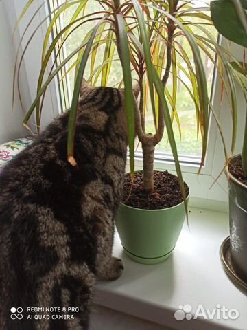 Кошка Кошка