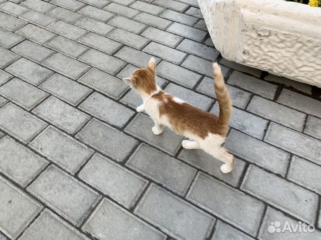 Котёнок 2-3 месяца