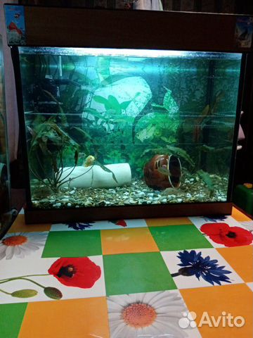 Аквариум 50л