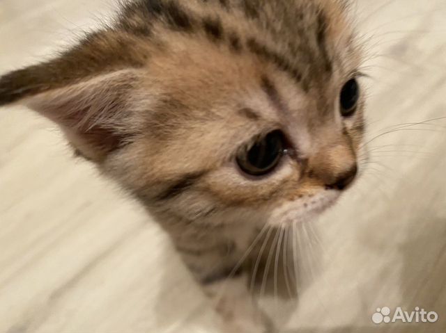 Шотландские котята Шотландские котята