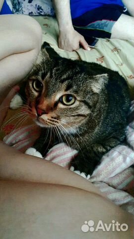 Кошка Кошка