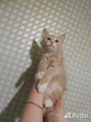 Котёнок