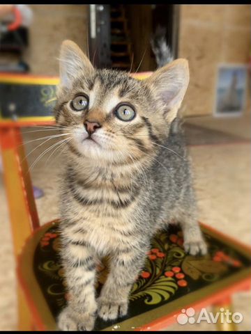 Котенок Том Котенок Том