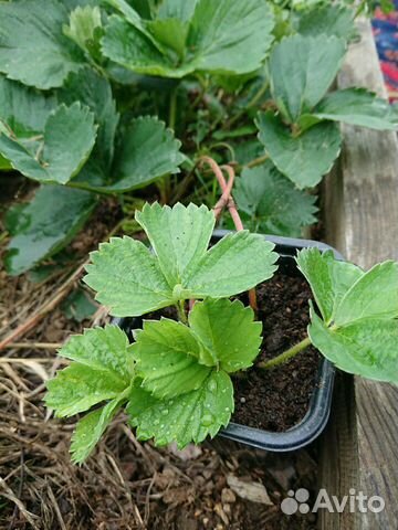 Рассада клубники