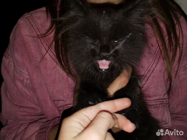 Отдаём котёнка в хорошие руки, бедный бездомный ко
