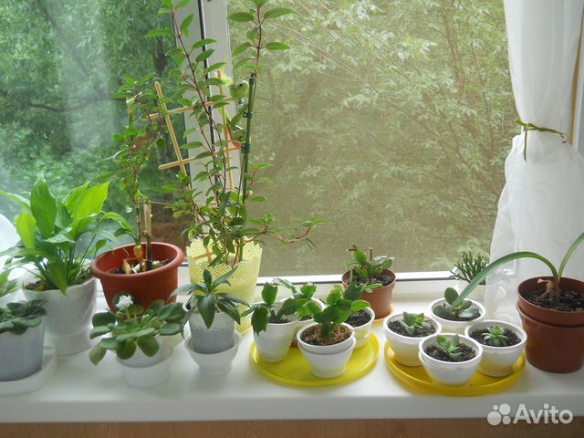 Излишки цветочной коллекции