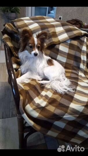 Папийон 4 месяца