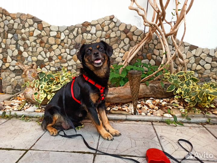 Собака в добрые руки