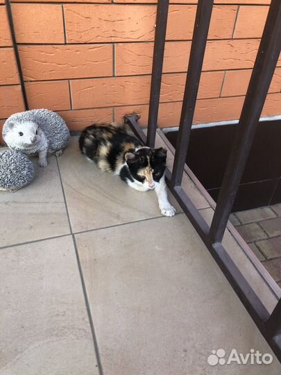 Кошка в дар