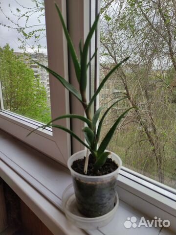 Комнатные растения