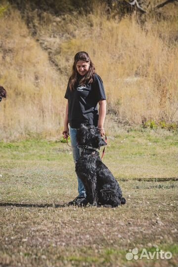 Дрессировка собак